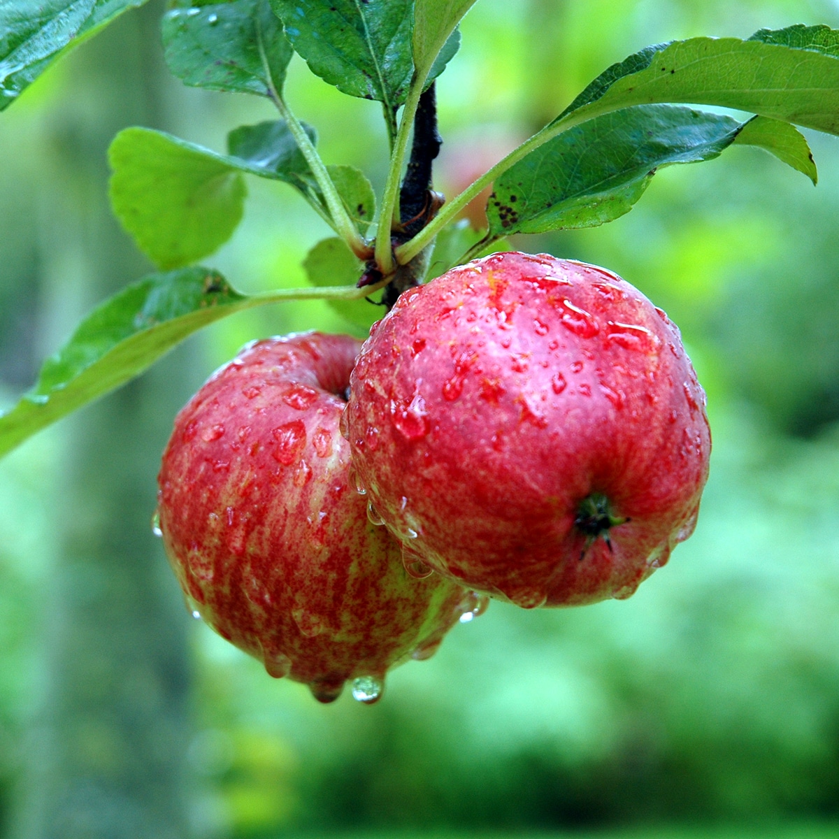 Calvados_Apfel_0596
