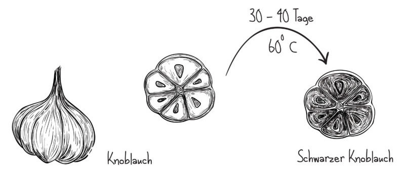 wie_entsteht_schwarzer_knoblauch-e1580755099126